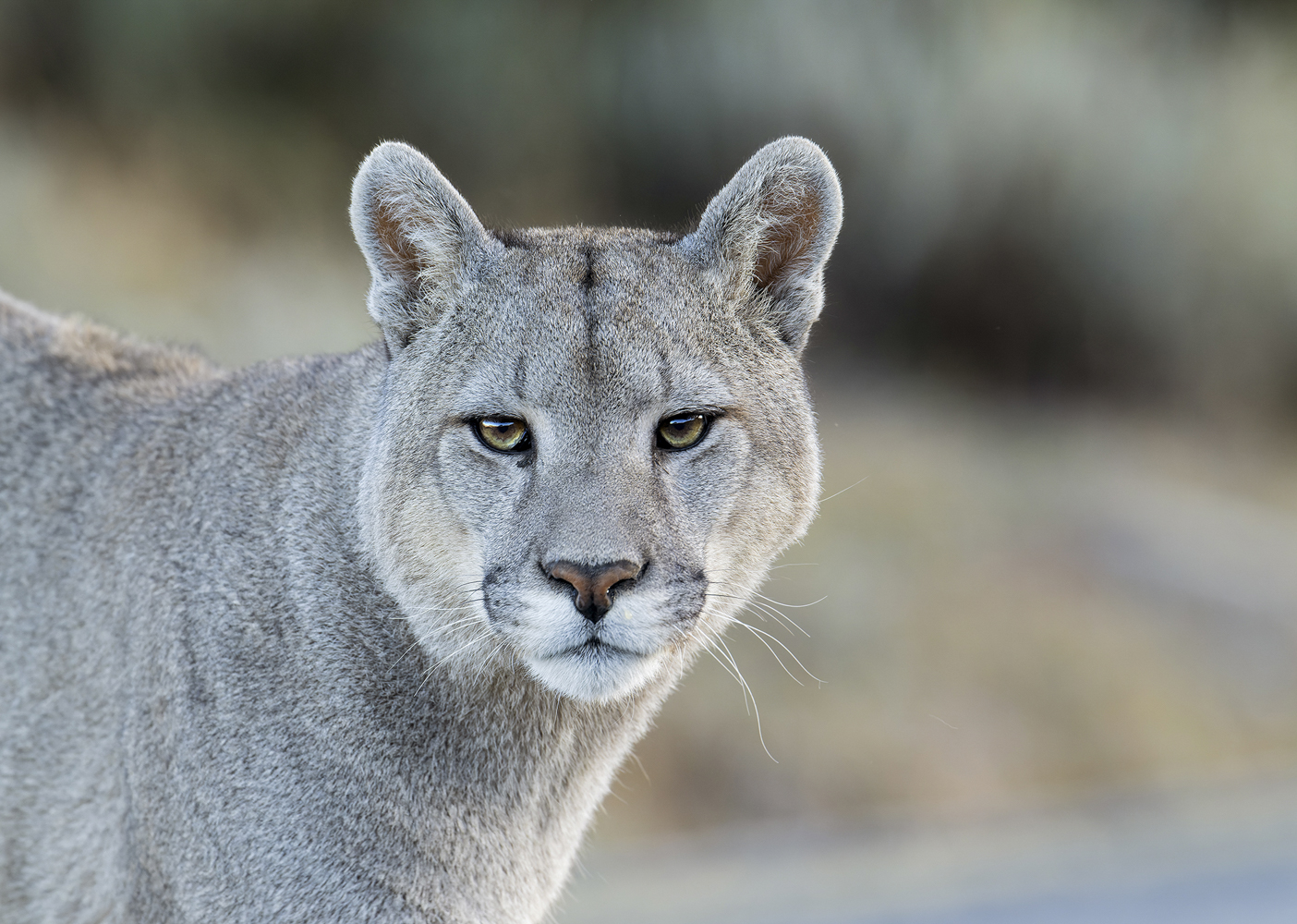 Puma.jpg