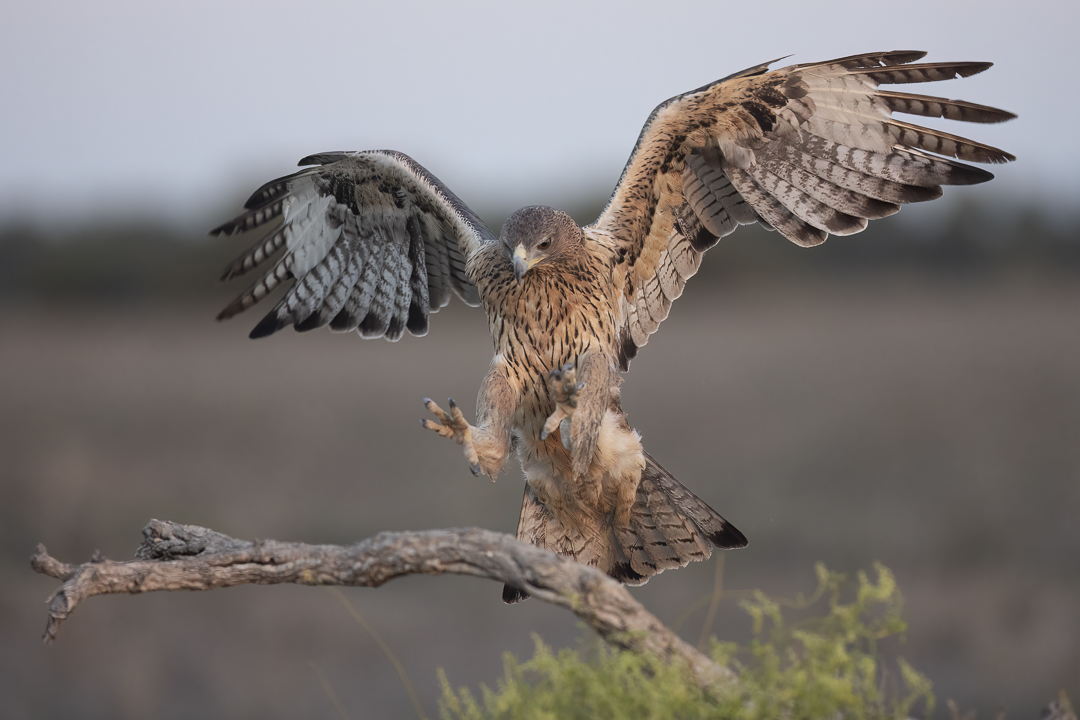 07Habichtsadler.jpg