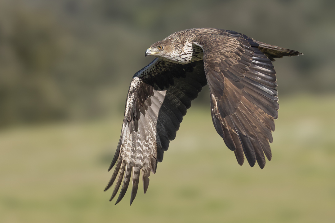 07Habichtsadler.jpg