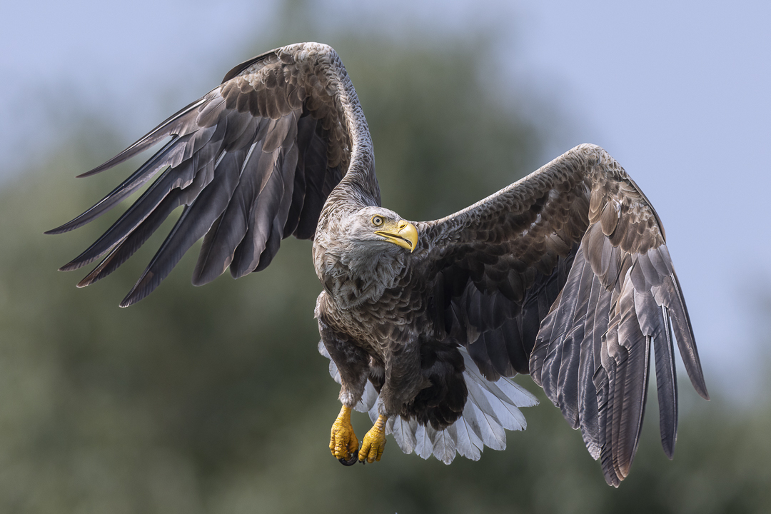 39Seeadler.jpg 39Seeadler.jpg