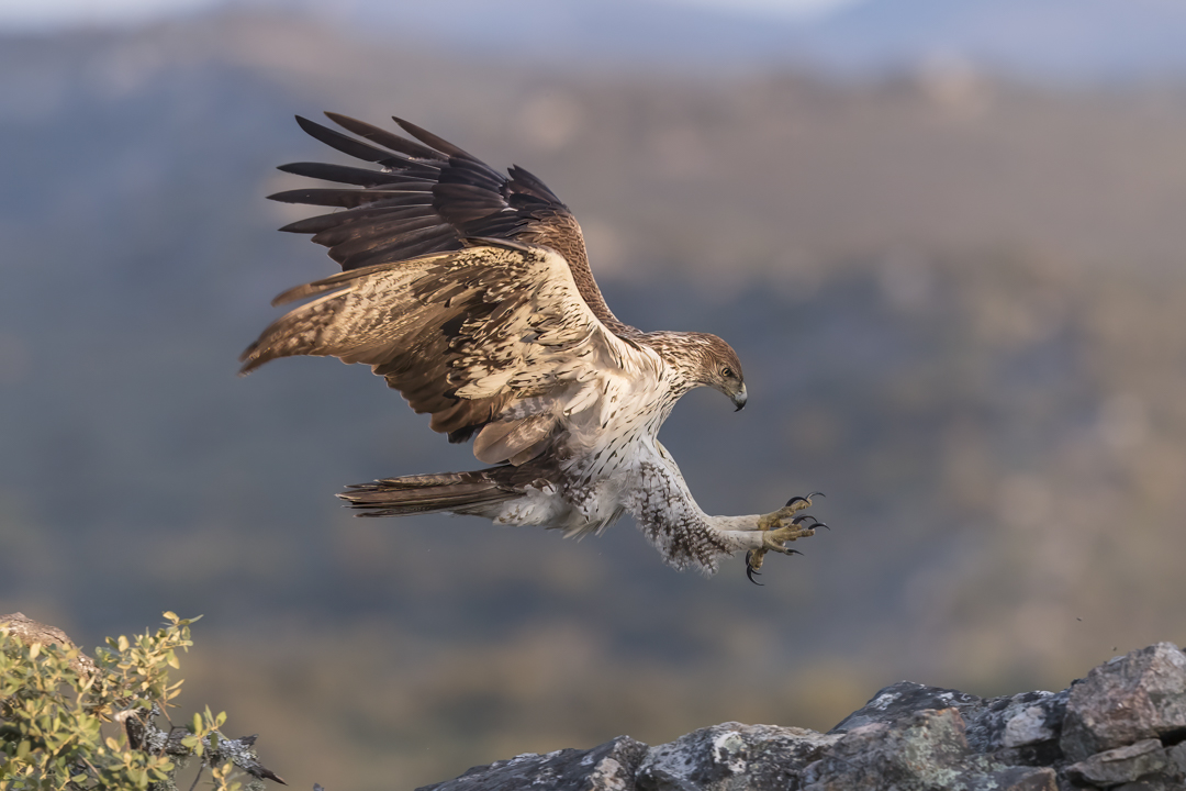 Habichtsadler_190422_09.jpg