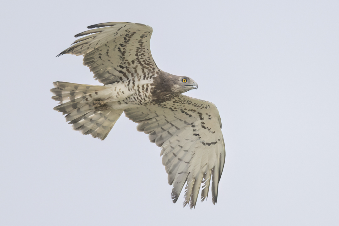 Schlangenadler_240318_05_14rzwavsp1vx4.jpg