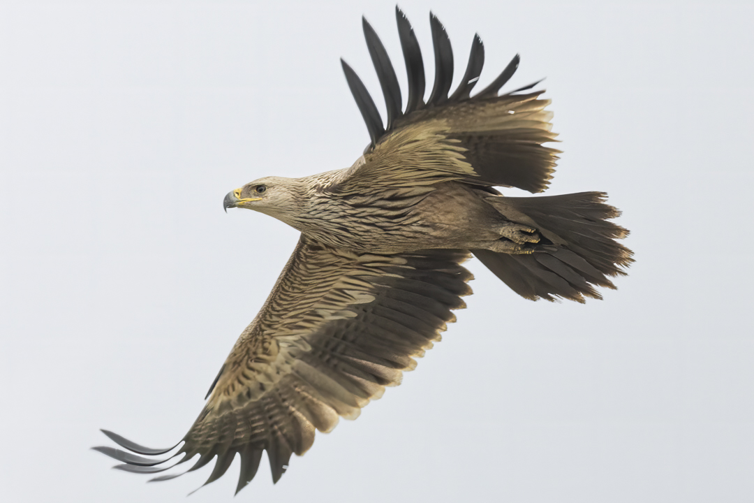 Kaiseradler_250120_10.jpg