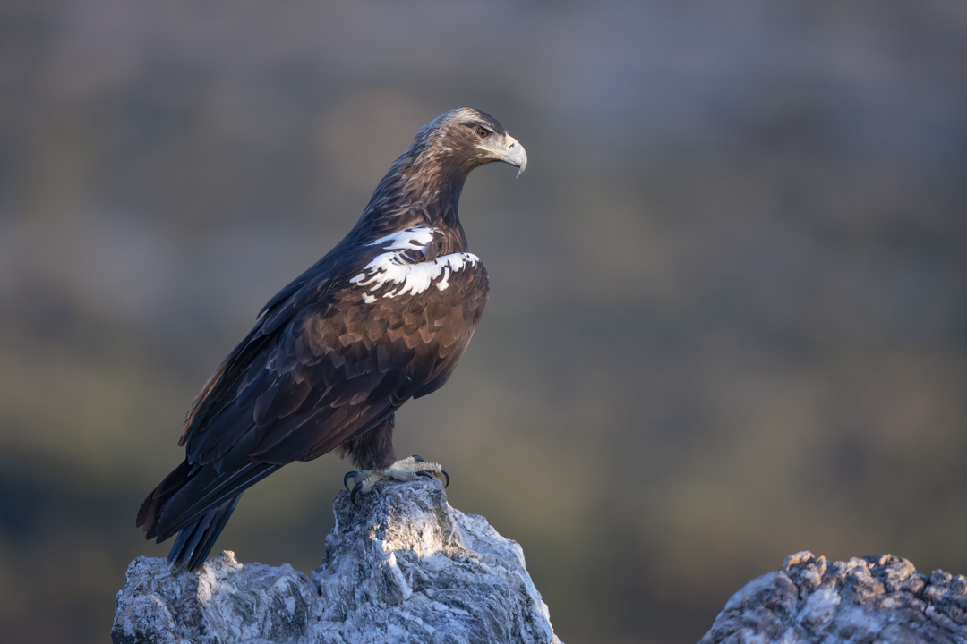 Iberienadler_211010_01.jpg