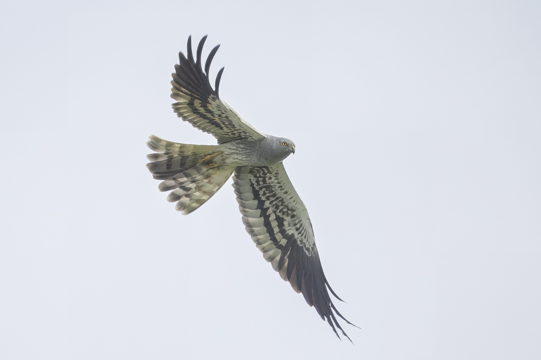 Wiesenweihe_240317_07.jpg