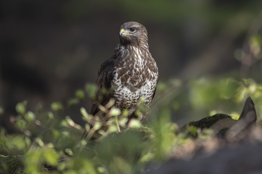 Maeusebussard_250411_41.jpg