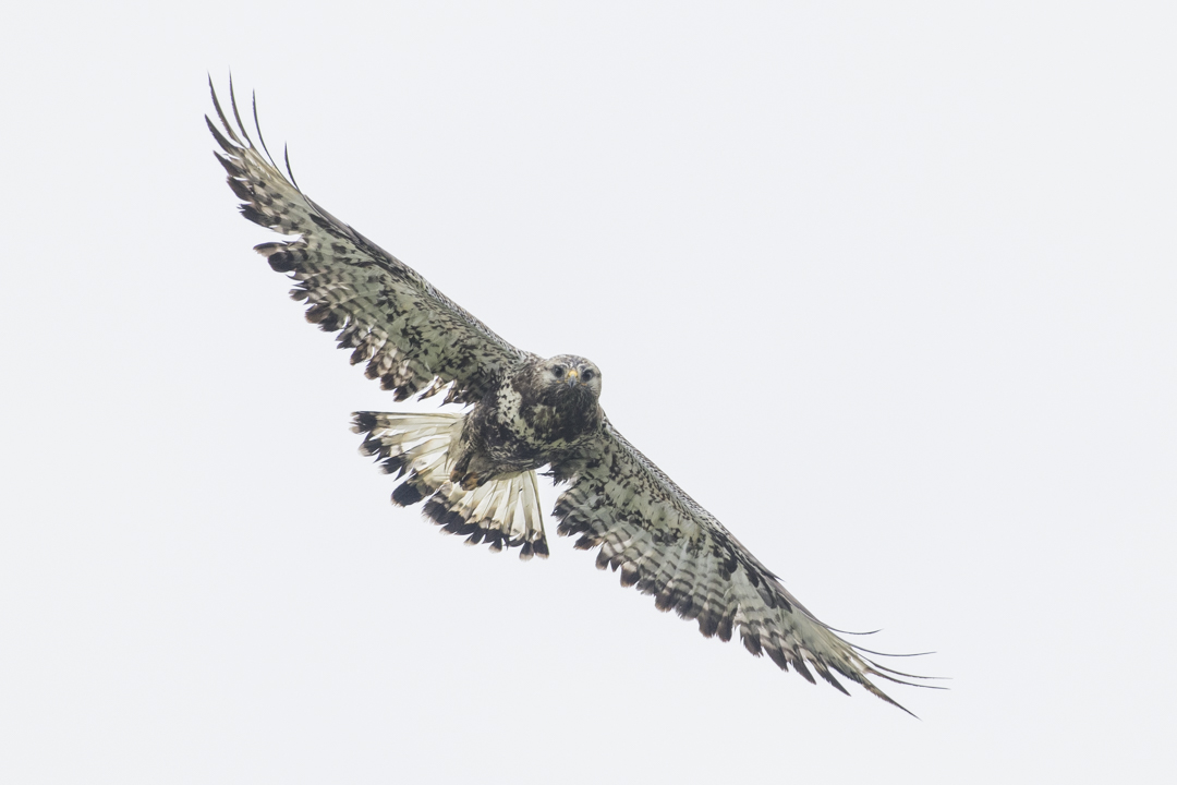 Raufussbussard_220709_07.jpg