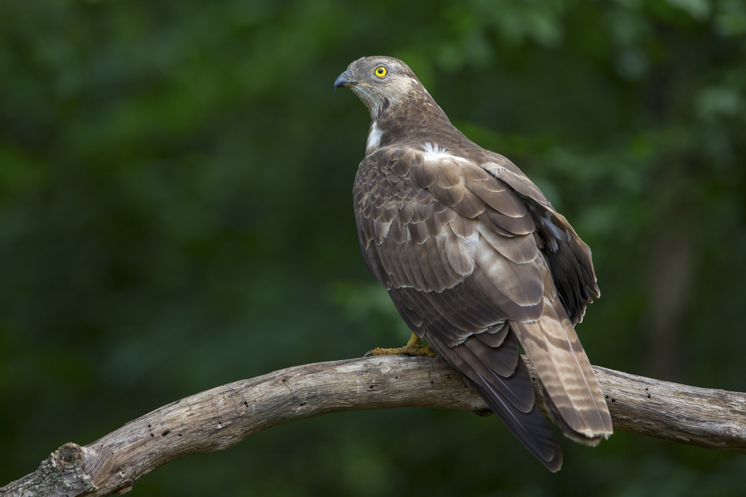 Wespenbussard_140516_09.jpg