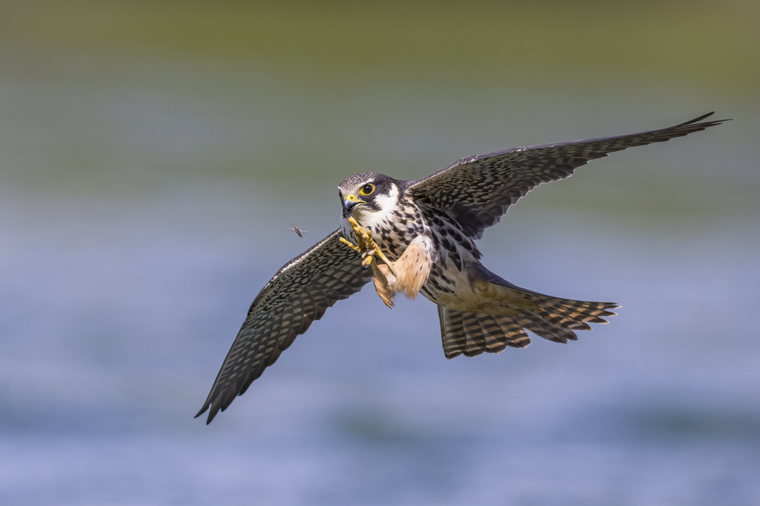 Baumfalke_210505_16.jpg