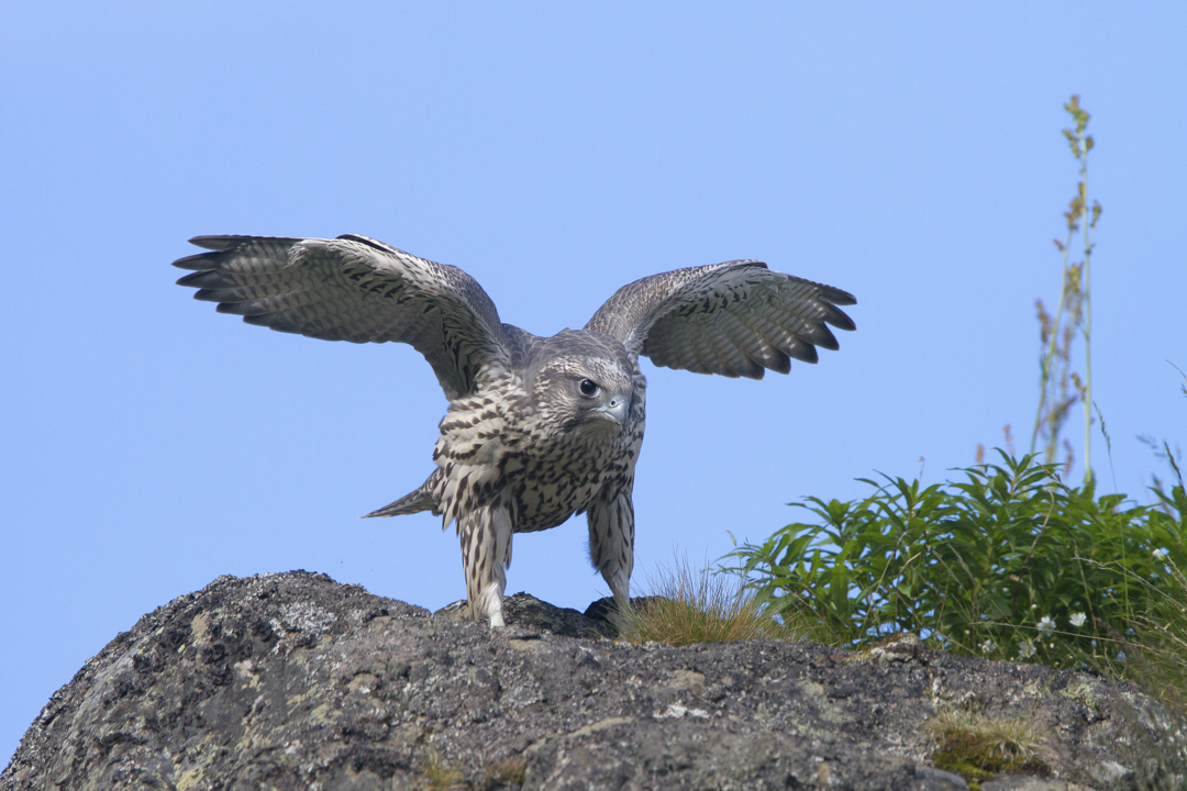 Gerfalke_juv_100716_07.jpg