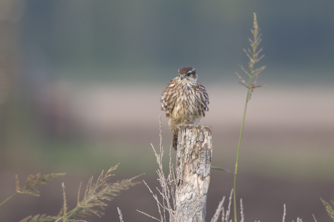 Merlin_141009_01.jpg