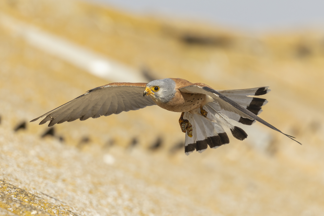Roetelfalke_240601_48.jpg