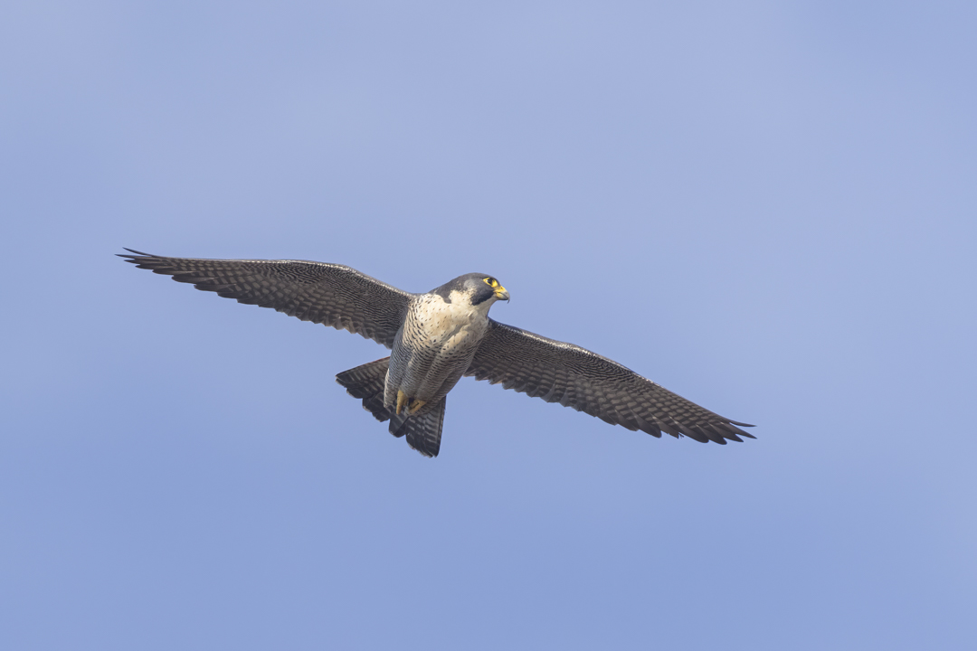 Wanderfalke_210220_06.jpg