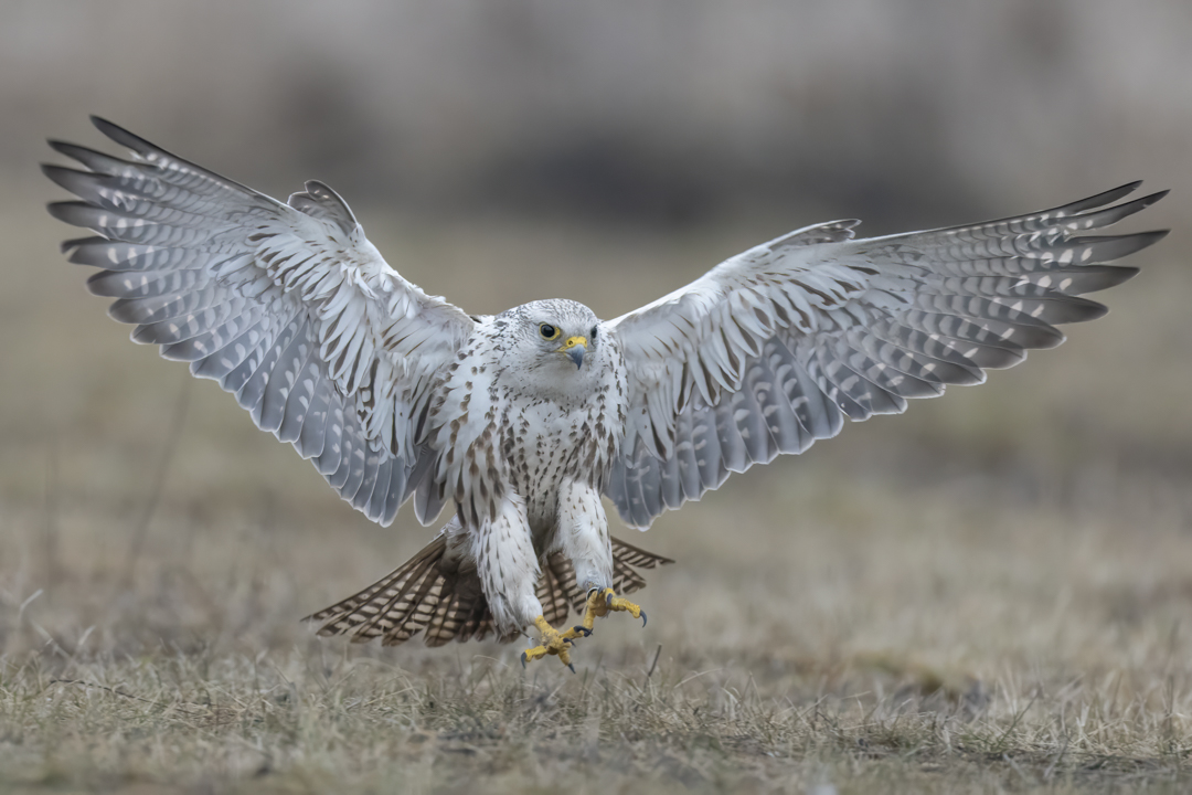 Wuergfalke_250122_12.jpg