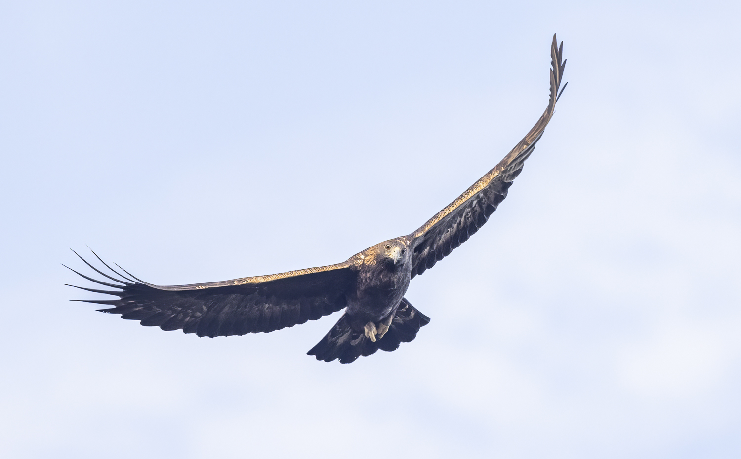 01Steinadler.jpg