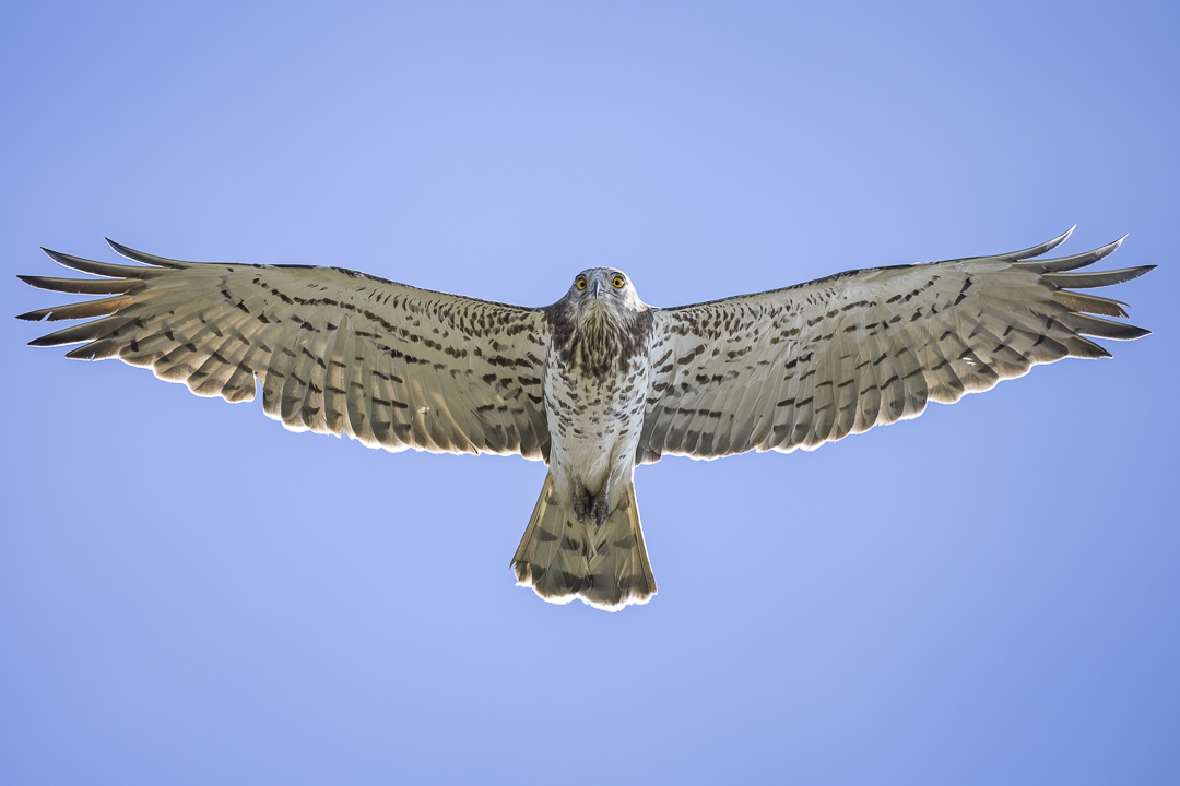 03Schlangenadler.jpg