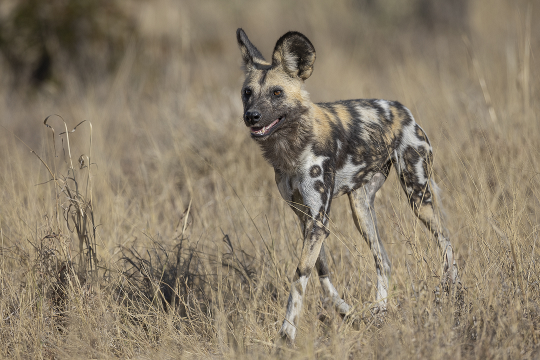 24Wildhund.jpg 24Wildhund.jpg