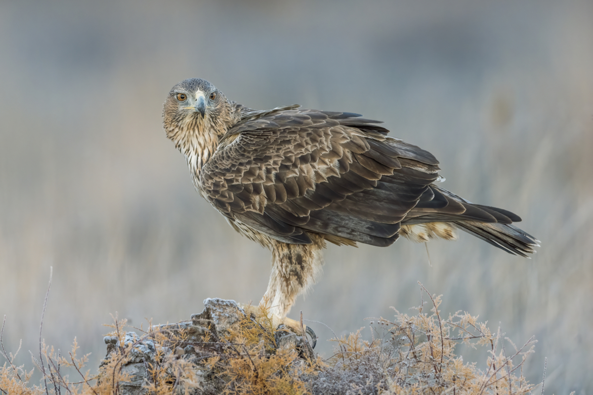 Habichtsadler_241210_br_01.jpg Habichtsadler_241210_br_01.jpg