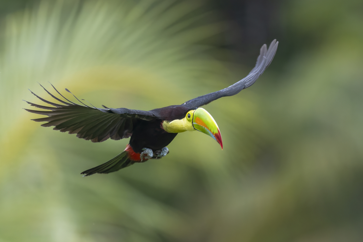 Keel-billed Tucan.jpg Keel-billed Tucan.jpg