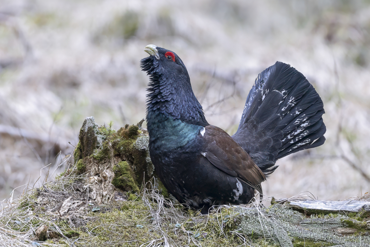 Auerhuhn_001_br.jpg Auerhuhn_001_br.jpg