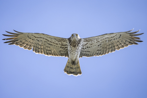 Schlangenadler