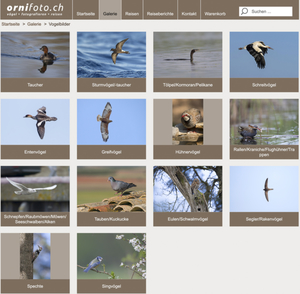ornifoto.ch.jpg