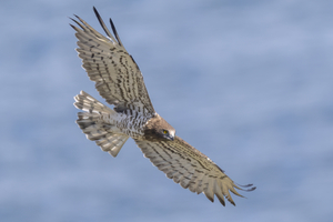 01Schlangenadler.jpg