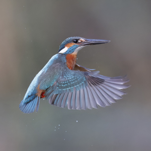 Eisvogel_250602_br_02.jpg