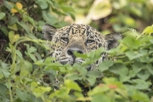Jaguar2027.jpg
