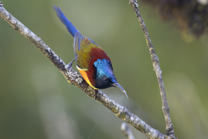 58Green-tailed Sunbird (Doi Inthanon Sunbird).jpg