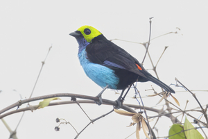 100Paradise Tanager Tangara chilensis .jpg