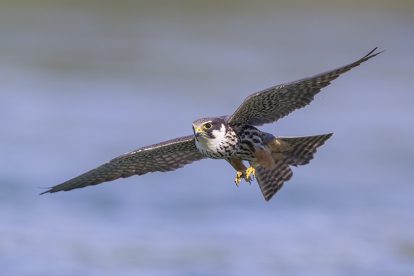 08Baumfalke.jpg