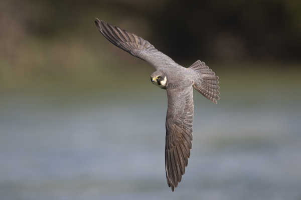 07Baumfalke.jpg