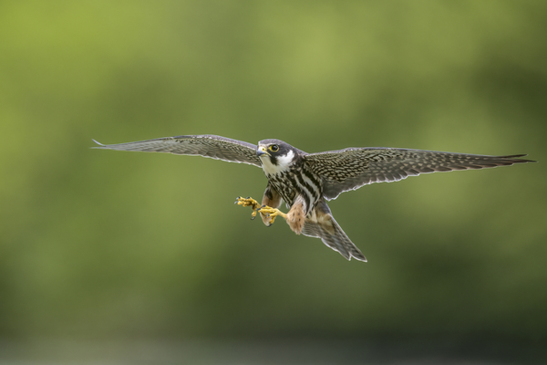 09Baumfalke.jpg