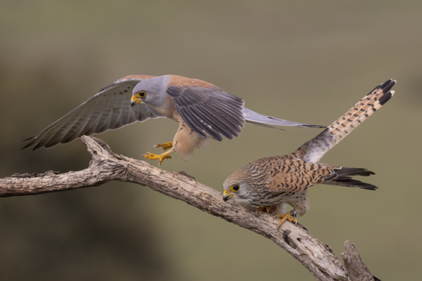 17Roetelfalke.jpg