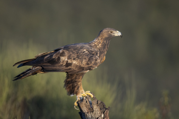 35Steinadler.jpg