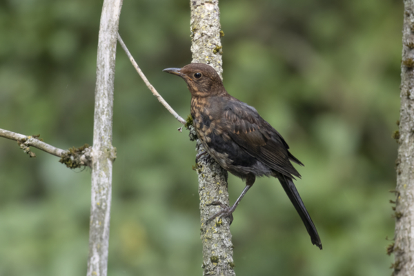 20Amsel.jpg 20Amsel.jpg