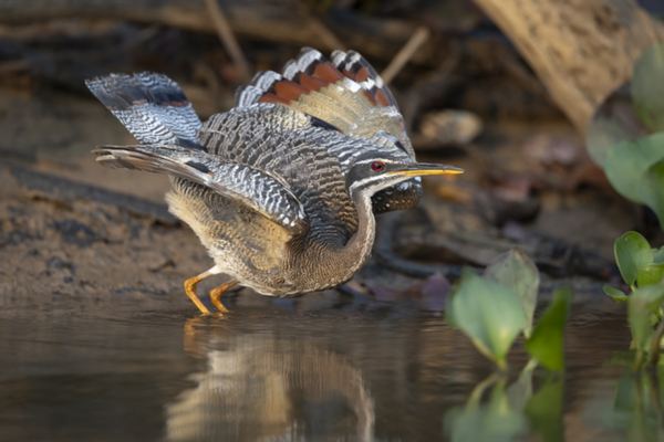 10Sunbittern.jpg