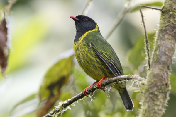 35Green-and-black Fruiteater Pipreola riefferii.jpg