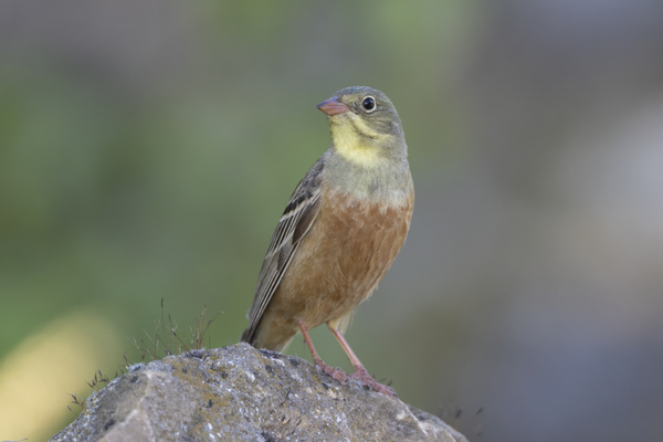 20Ortolan.jpg