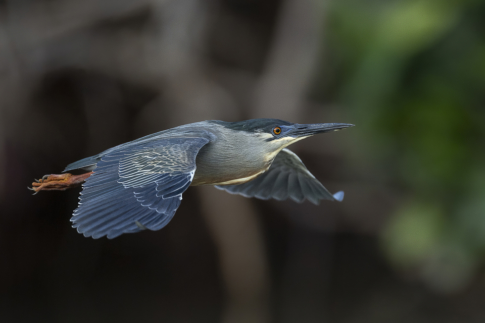 05Striated Heron.jpg