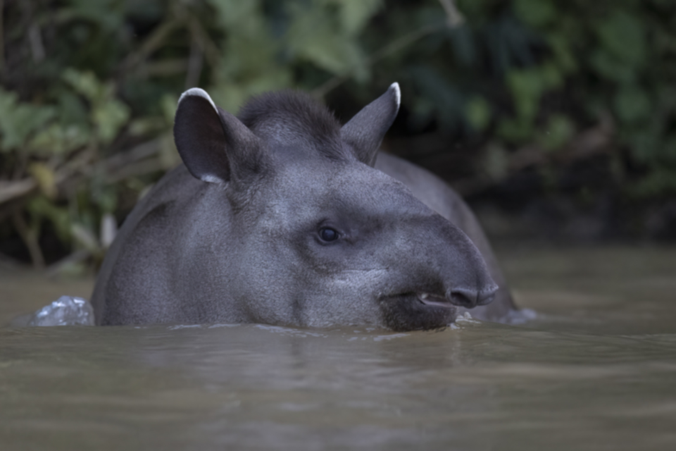 06Tapir.jpg