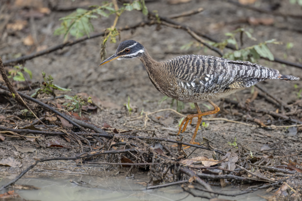 10Sunbittern.jpg