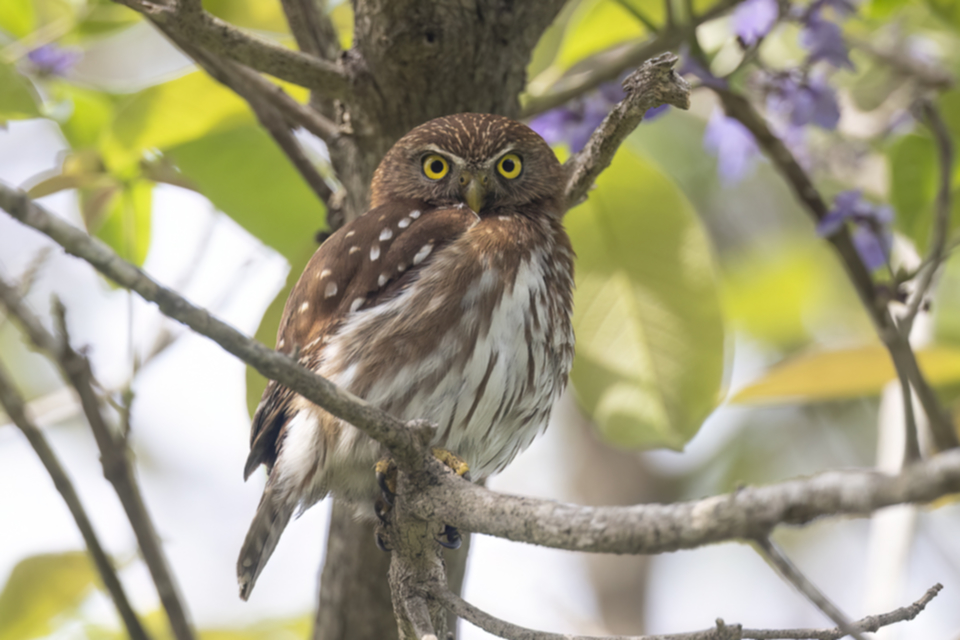 12Ferrugious Pygmy Owl.jpg