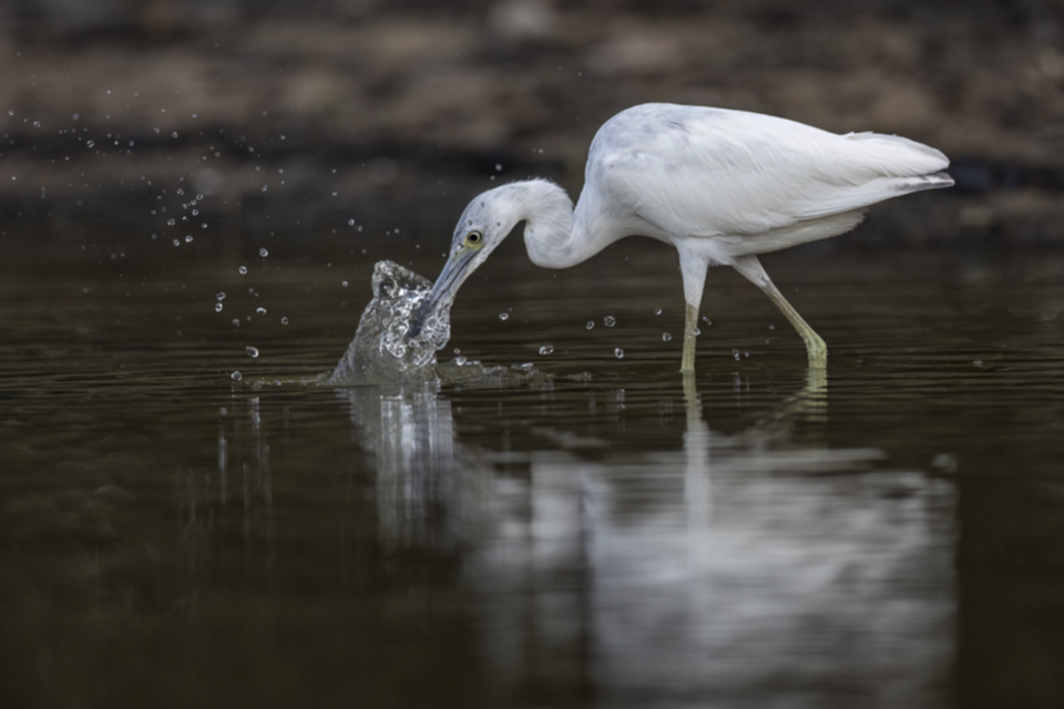 14Little Blue Heron.jpg