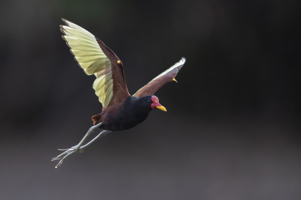 17Wattled Jacana.jpg