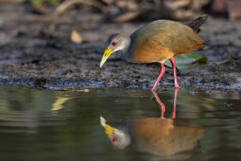 18Gray-necked Wood Rail.jpg