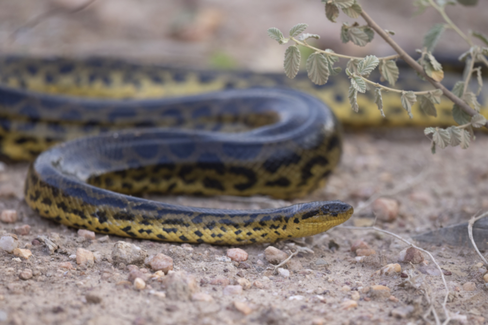 23Yellow Anaconda.jpg