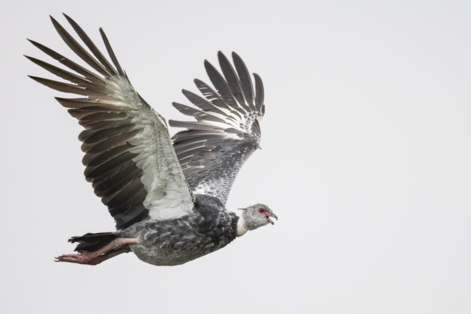 24Southern Screamer.jpg