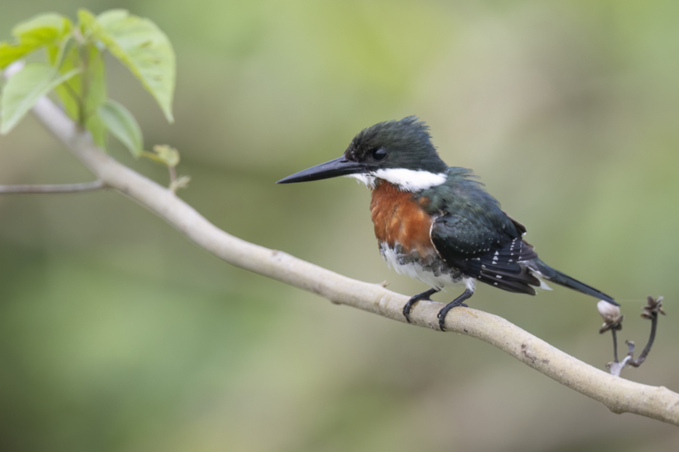 25Green Kingfisher.jpg